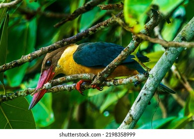 Stork Billed Kingfisher Waiting Patiently For The Dive