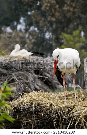 Stork, bird, animal, nest, zoo