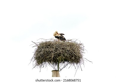Stork bird in the nest on pole cleaning feathers isolated on white sky
