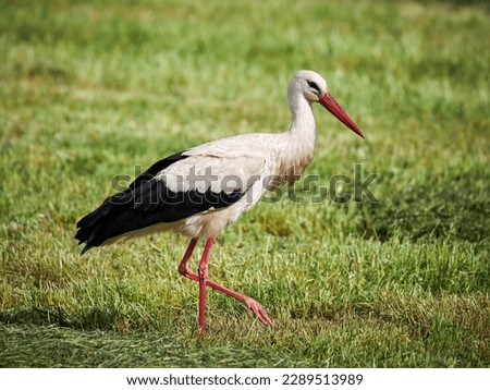 Stork bird walking on green freshly harvested mowed grass field looking for prey