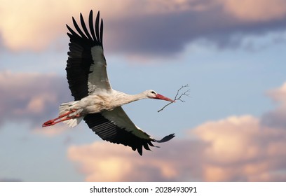 Stork bringing branches to build the nest. Beautiful white stork (Ciconia ciconia) in flight. Migratory bird from Africa spending the winter in Europe (Lugo,  Spain). Colorful wild bird background.  - Shutterstock ID 2028493091