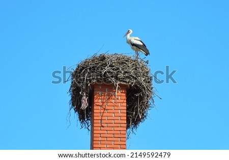 The stork builds a nest on the chimney of an old village house in Serbia, Sremski Karlovci.