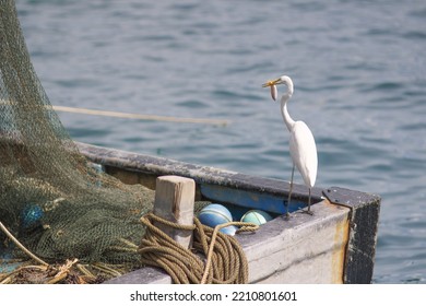 Stork Or Also Called Bango Is A Term For Birds From The Ciconiidae Family.