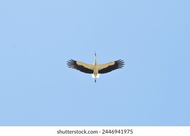 Stork (Ciconia ciconia) flying on blue sky background. A stork migrating to warm countries. Bird, animal idea concept. Ornithology. No people, nobody. Horizontal photo. Nature.  - Powered by Shutterstock