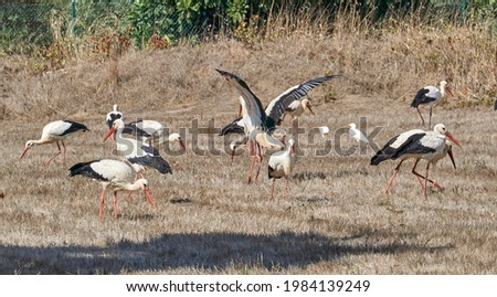 Image, Stock Photo Stork in flight Animal