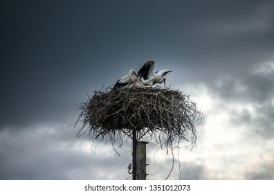 Stork Family In The Nest On Storm Sky Background