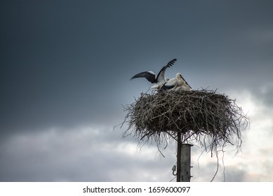 Stork Family In The Nest On Storm Sky Background