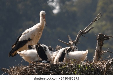 Stork feeding babies in the nest