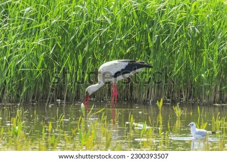 Stork Feeding by the Reeds: Wetland Wildlife Scene