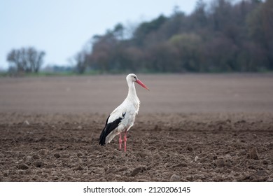 Stork In The Fields. Photo Taken With Sony RX10IV Camera.