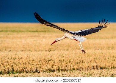 stork flying over the yellow field on the blue sky backgroun - Shutterstock ID 2208557517