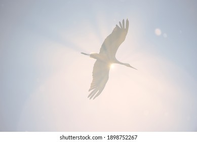 Stork Flying In The Sky Overexposed By The Sun