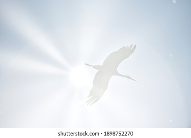 Stork Flying In The Sky Overexposed By The Sun