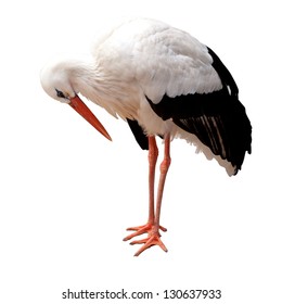 Stork Isolated On White Background