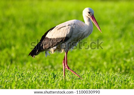 Similar – Foto Bild Storch auf grünem Rasen