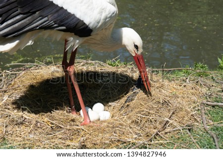 Stork Mother (Adebar) while keeping her own eggs, stork eggs in the nest