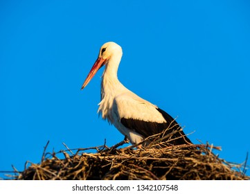 Stork in its nest