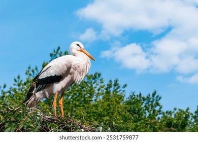 stork nest bird portrait summer season bright day tree top green foliage blue sky background - Powered by Shutterstock