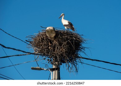 Аdult Stork In Nest On Concrete Pole. Bird With Long Legs. White Stork On Blue Sky