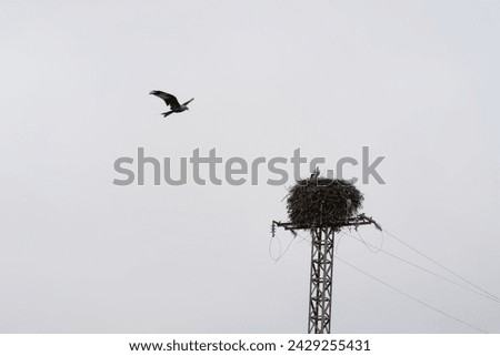 a stork in its nest on an electric tower watches a small eagle pass by it