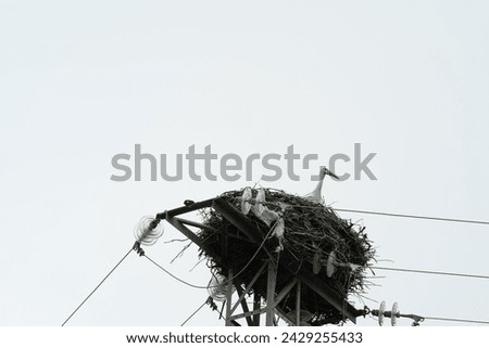 a stork in its nest on an electric tower