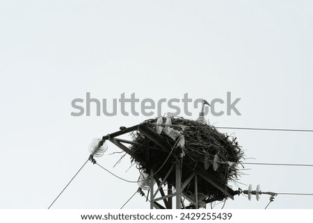 a stork in its nest on an electric tower
