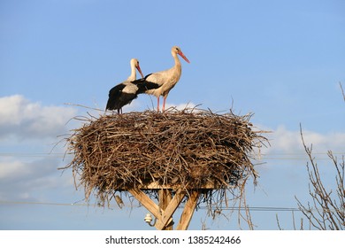 stork nest, stork nest on the pole and two storks,
