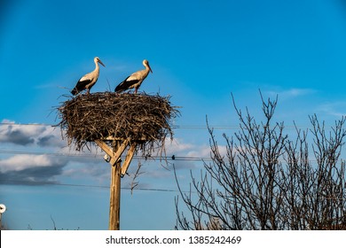stork nest, stork nest on the pole and two storks,