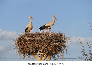 stork nest, stork nest on the pole and two storks,