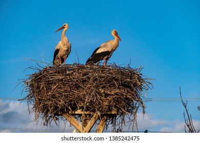 stork nest, stork nest on the pole and two storks,