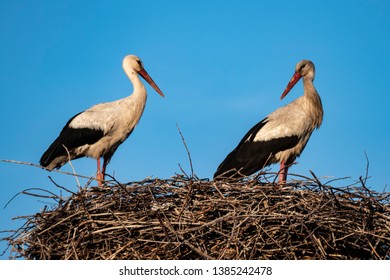 stork nest, stork nest on the pole and two storks,