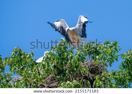 stork nest on top of a tree