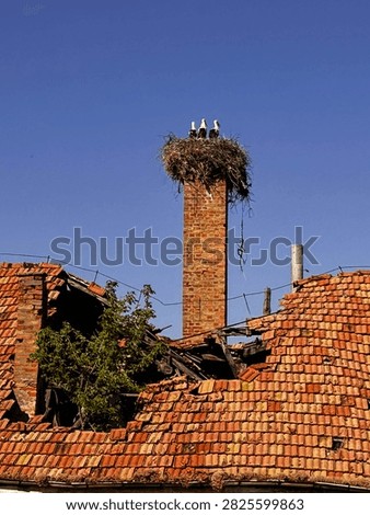 Stork nest with white storks perched on a chimney of a ruined house, creating a striking scene of wildlife among abandoned rural architecture.