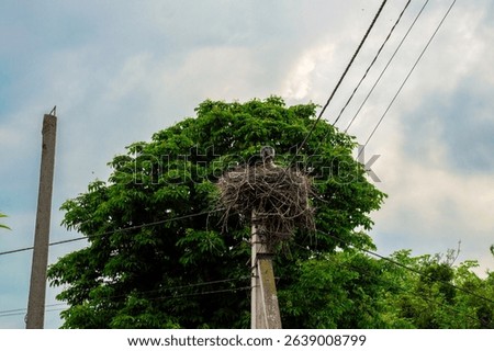 A stork is observed resting on a nest situated on a utility pole, with vibrant green trees and overcast skies in the background