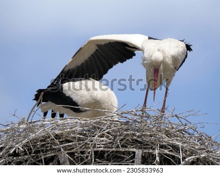 A stork on the nest protecting the eggs with its wing. Storks are large, long-legged, long-necked wading birds with long, stout bills. They belong to the family called Ciconiidae.
