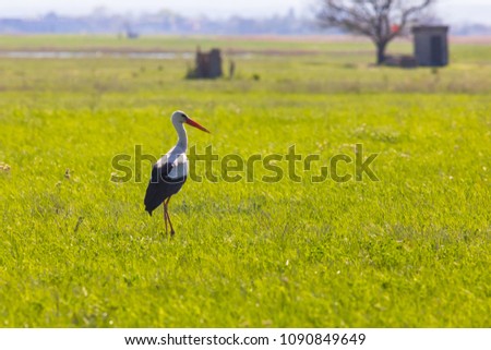 Stork on a spring meadow, ciconia ciconia, Seewinkel, Austria Stock photo © 