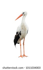 stork on a white background