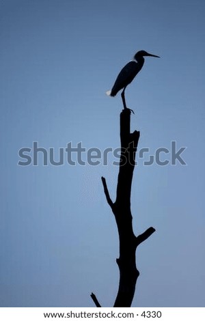 stork perched atop a leafless tree