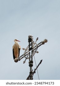 Stork perched on cross, Spain