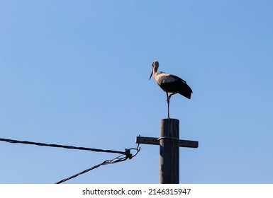 Stork perched on a pole, a lone bird against the sky, blank text space.
