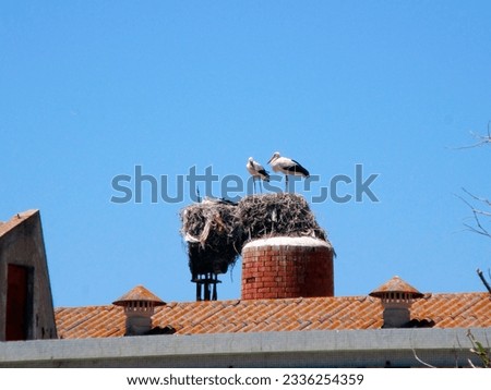 Stork resting on its nest