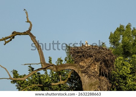 Stork resting on its nest in a vibrant spring meadow in Pohansko, Czech Republic, during sunset. A serene wildlife moment capturing the beauty of nature, new beginnings, and seasonal renewal.