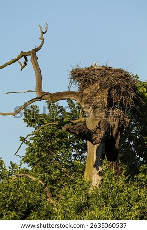 Stork resting on its tree nest in a vibrant spring meadow in Pohansko, Czech Republic, during sunset. A serene wildlife moment capturing the beauty of nature, new beginnings, and seasonal renewal.