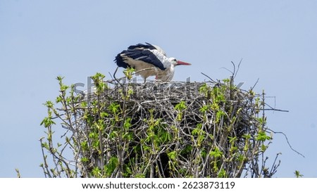 A stork rests in its nest atop a tree, with new leaves emerging around it, embodying the peaceful spirit of spring and the beauty of nature’s renewal