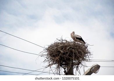 Stork returning to the nest in spring. Large migratory bird with black and white plumage. White stork and nestling on cloudy sky. Stork family. Stork in stick nest on electrci pole. A cute bird.