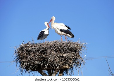 stork returning to their nests in the spring months, the stork's nest, the two storks,