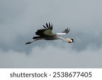 Stork soaring with open beak against grey sky