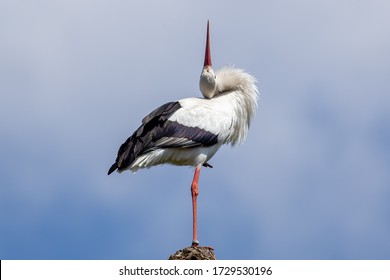 Stork standing on a branch in a funny position. This white with black bird is very elegant.