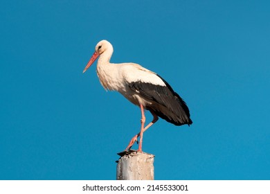 Stork standing on a pole under blue sky. This white with black bird is very elegant.