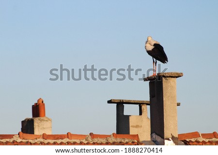 stork standing on the roof of the house in the spring